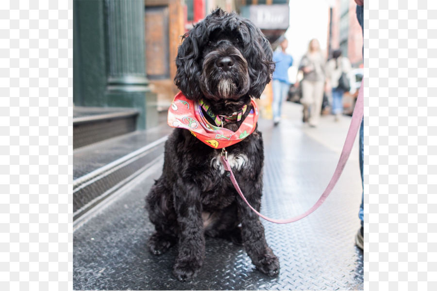 Schnauzer Nain，Schnoodle PNG