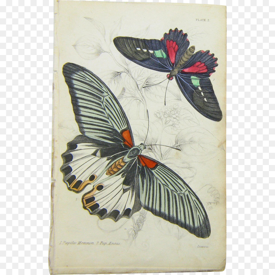 Papillon，Naturaliste PNG