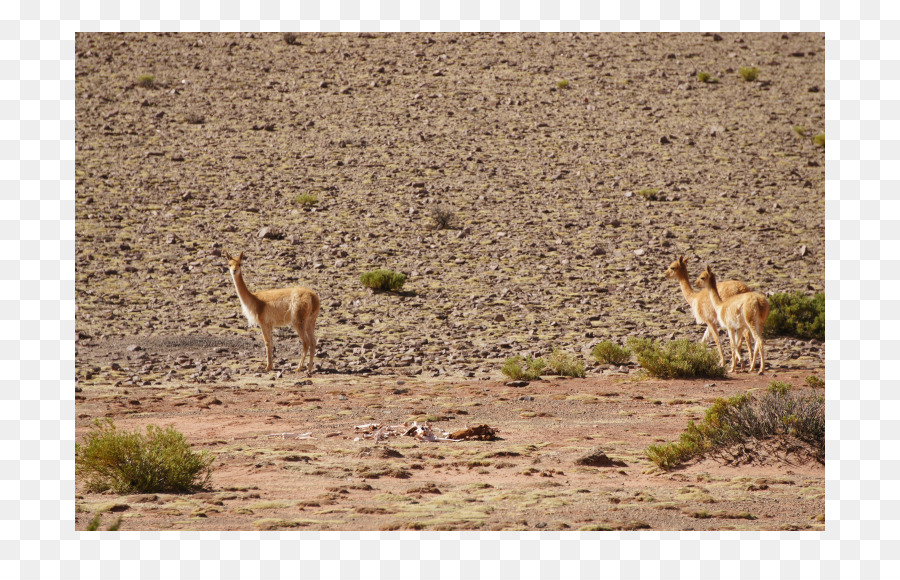 La Vigogne，Guanaco PNG