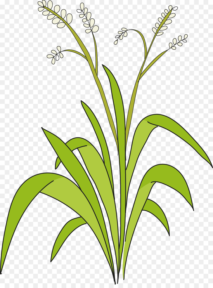 Herbe Douce，Les Fleurs Coupées PNG