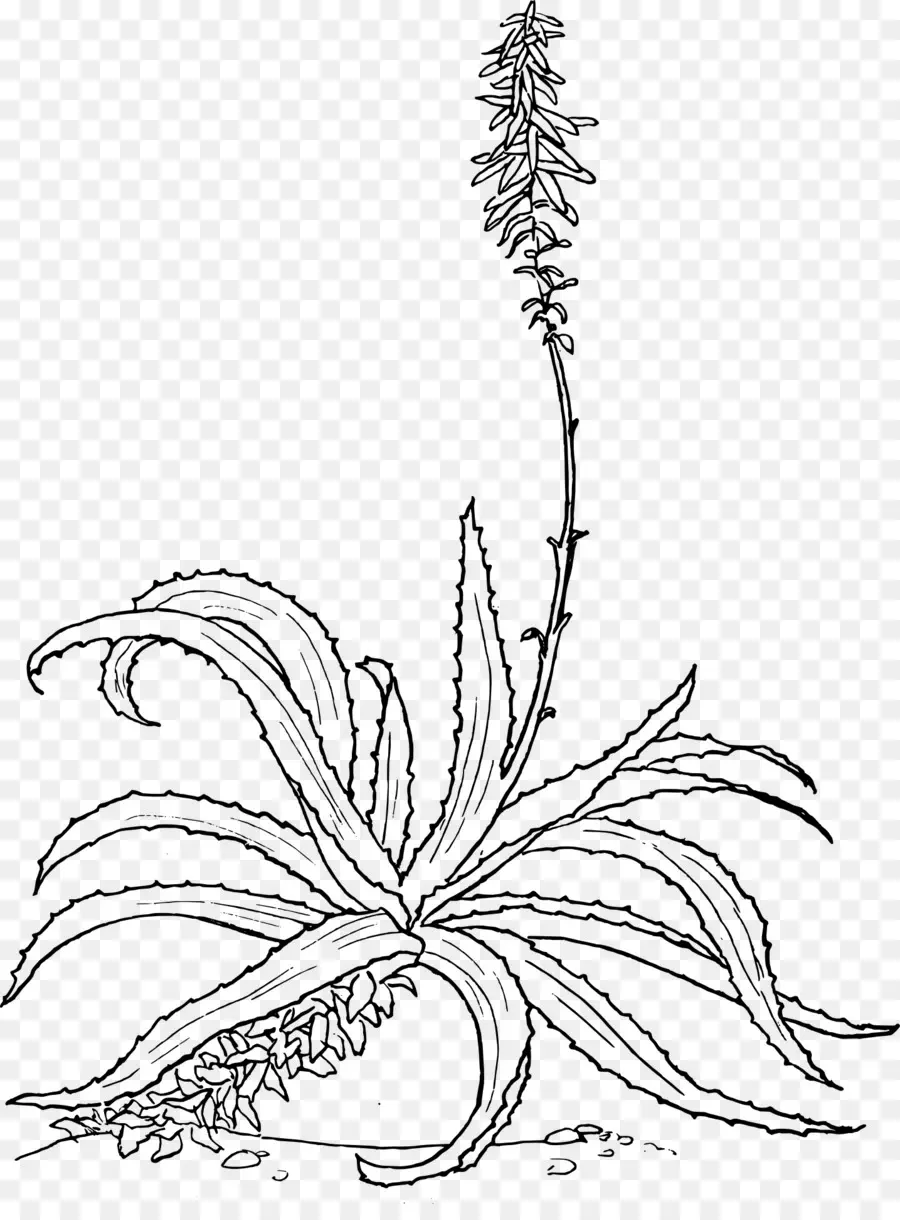 L Aloe Vera，Dessin PNG