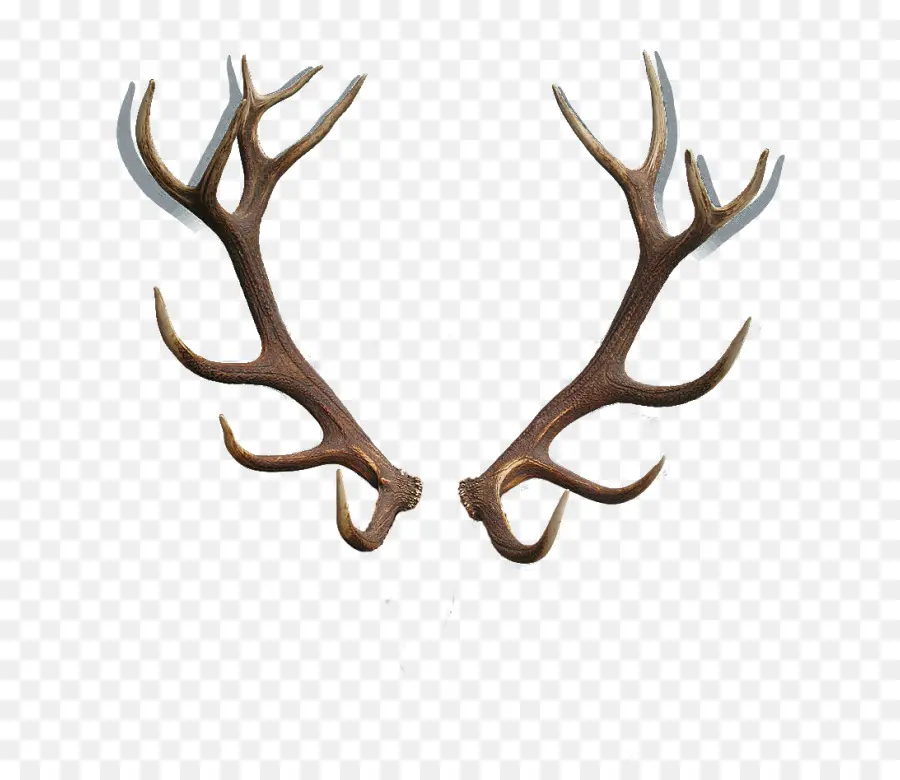 Bois，Cerf PNG