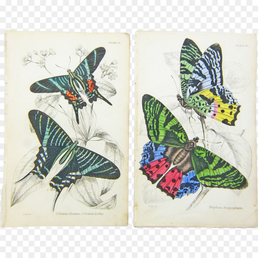 Papillon，Les Insectes PNG