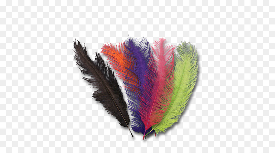 Plumes De Paon，Coloré PNG