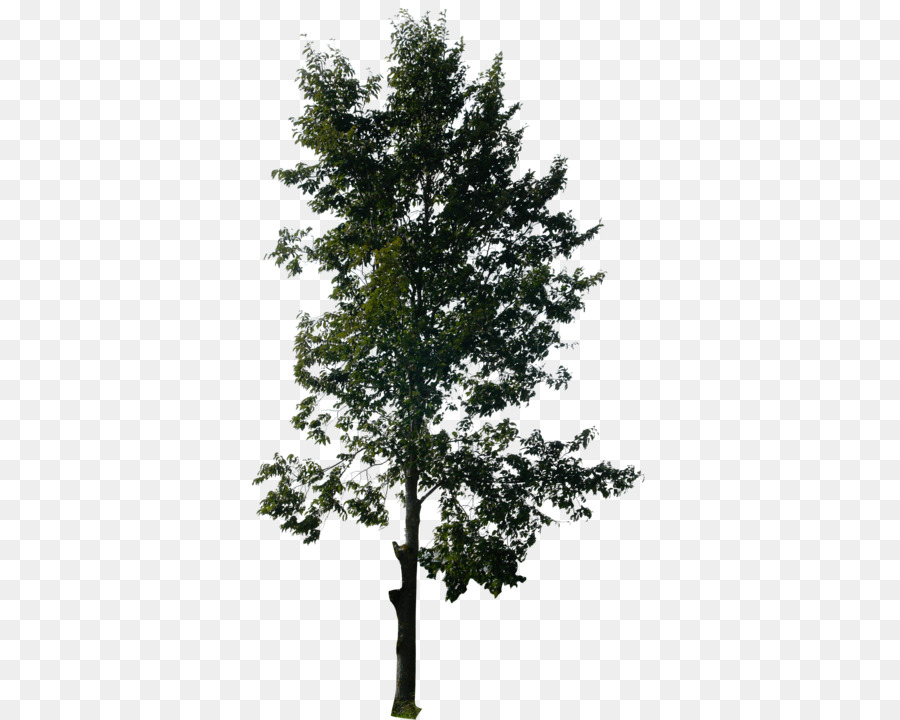 Arbre Nu，Succursales PNG