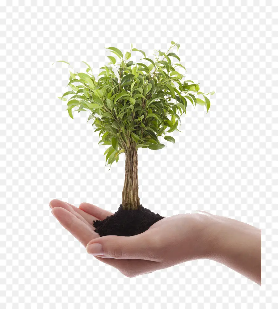 Arbre En Mains，Arbre PNG