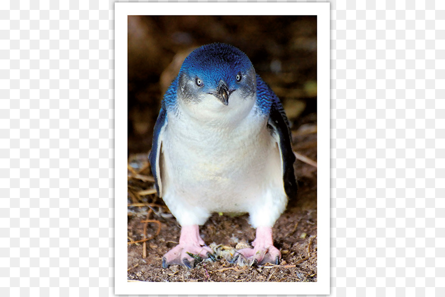 Petit Pingouin Bleu，Oiseau PNG