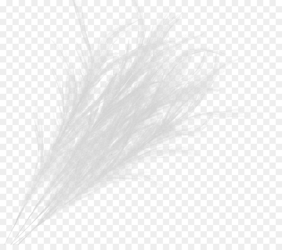 Plume Blanche，Doux PNG