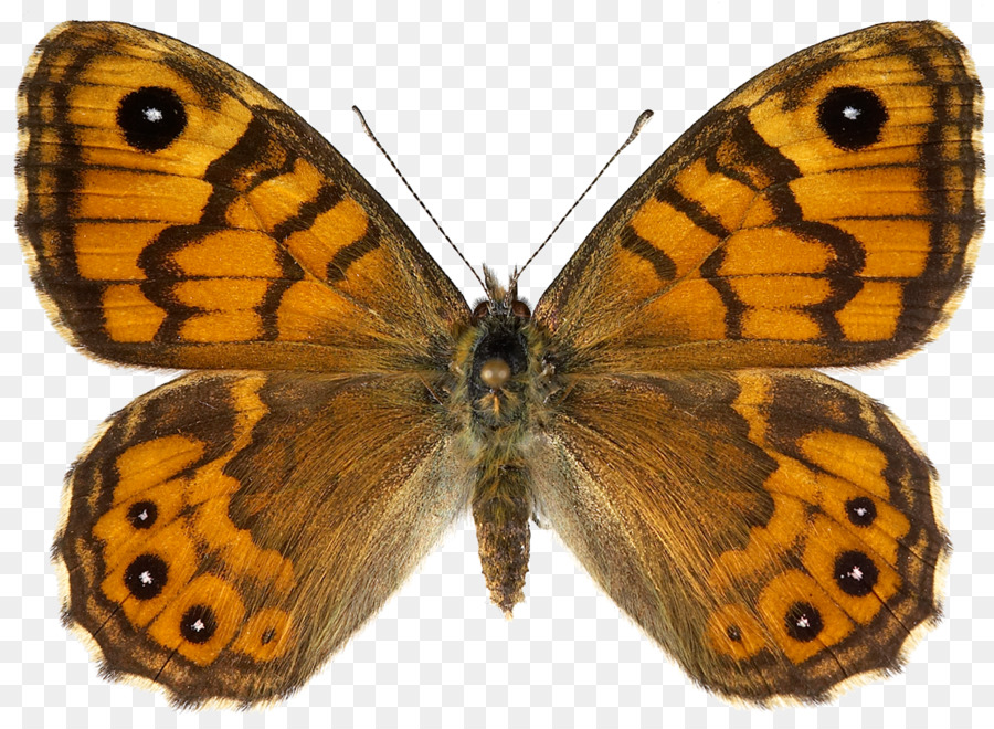 Papillon，Insecte PNG