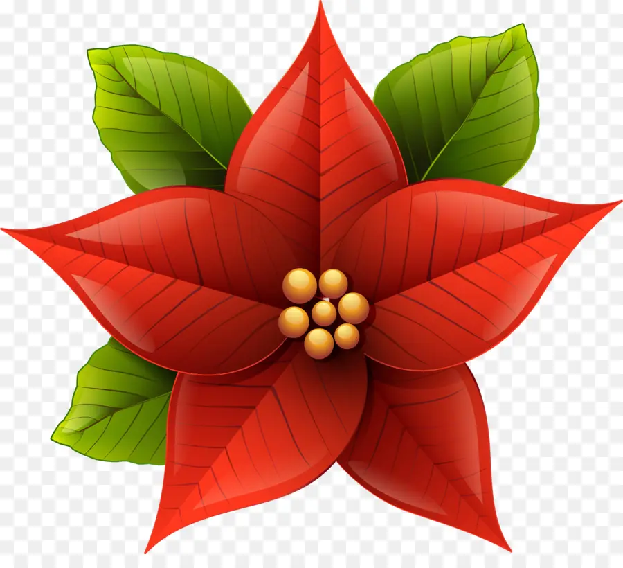 Poinsettia，Noël PNG