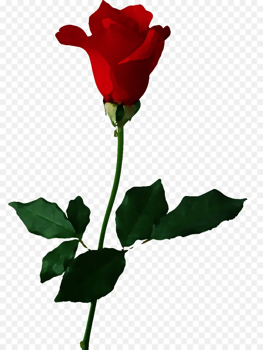 Rose Rouge，Floraison PNG