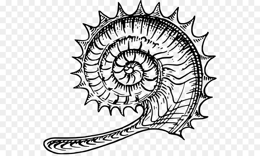 Les Ammonites，Fossiles PNG