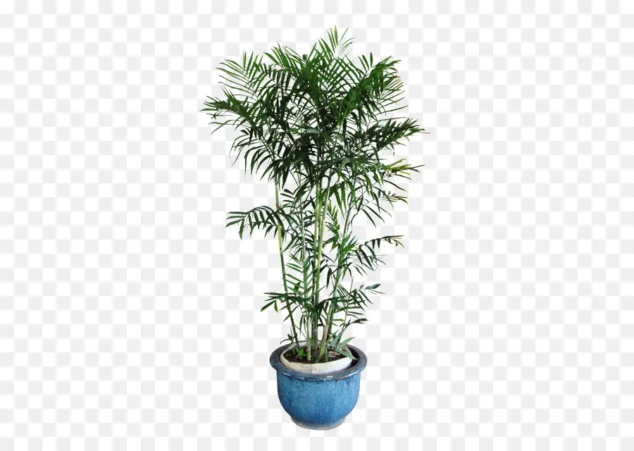 Plante En Pot，Verdure PNG