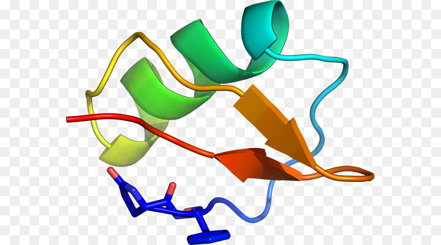 Structure Des Protéines，Biologie PNG