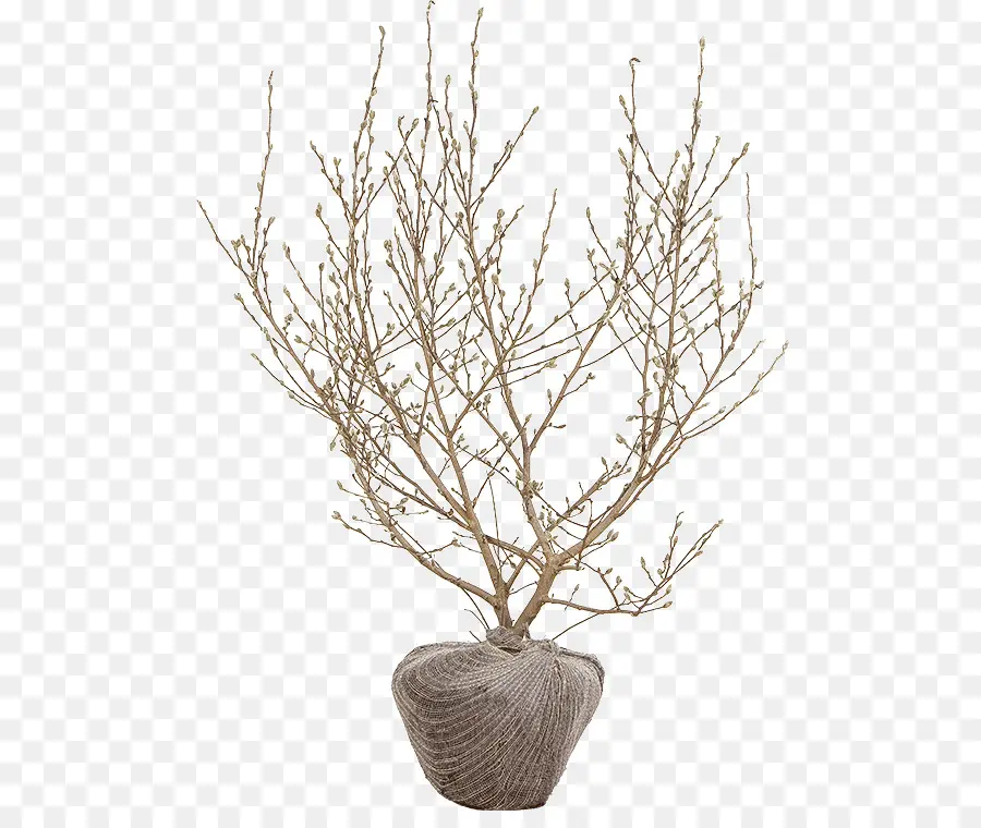 Arbre，Nu PNG