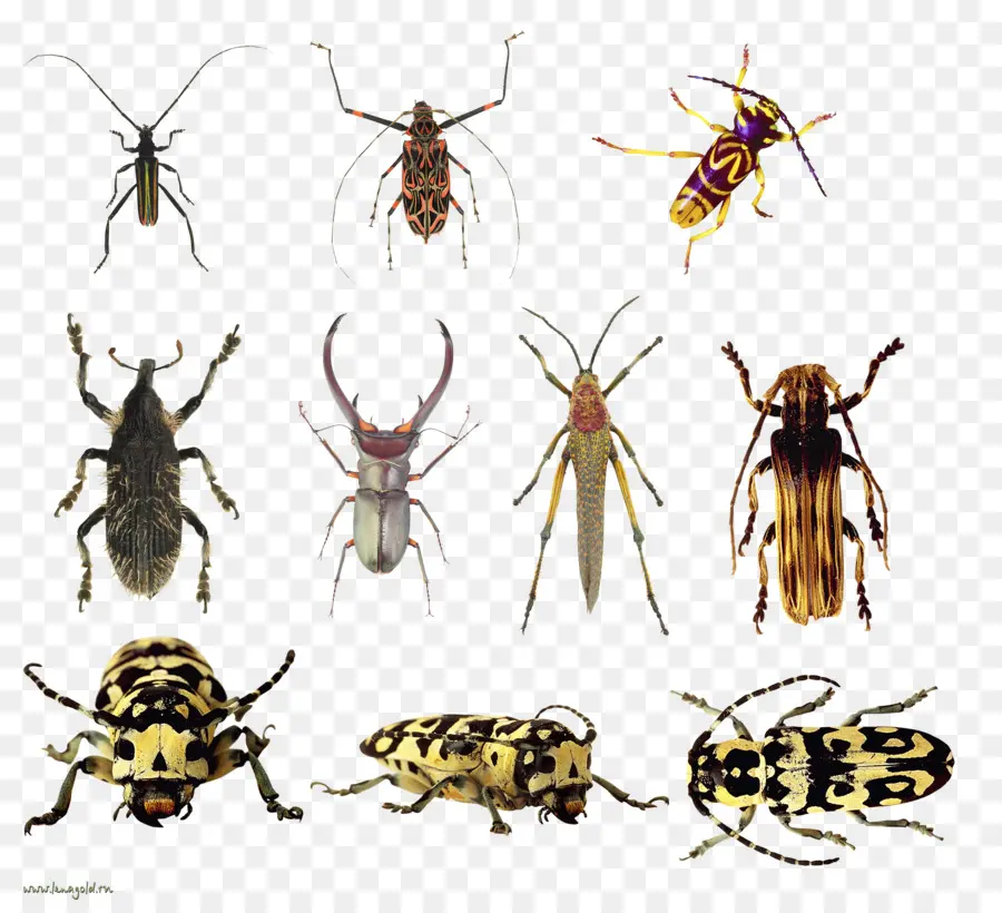 Insectes，Créatures PNG