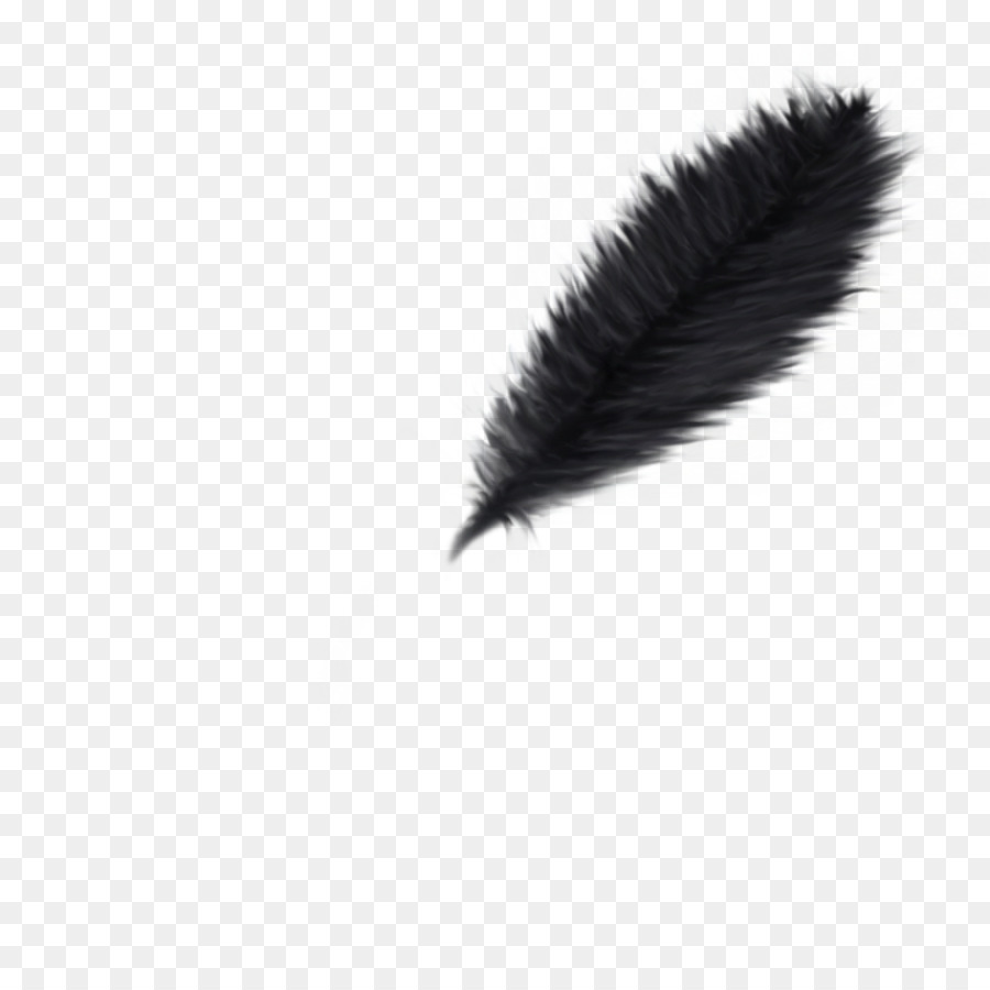 Plume Noire，Plume PNG