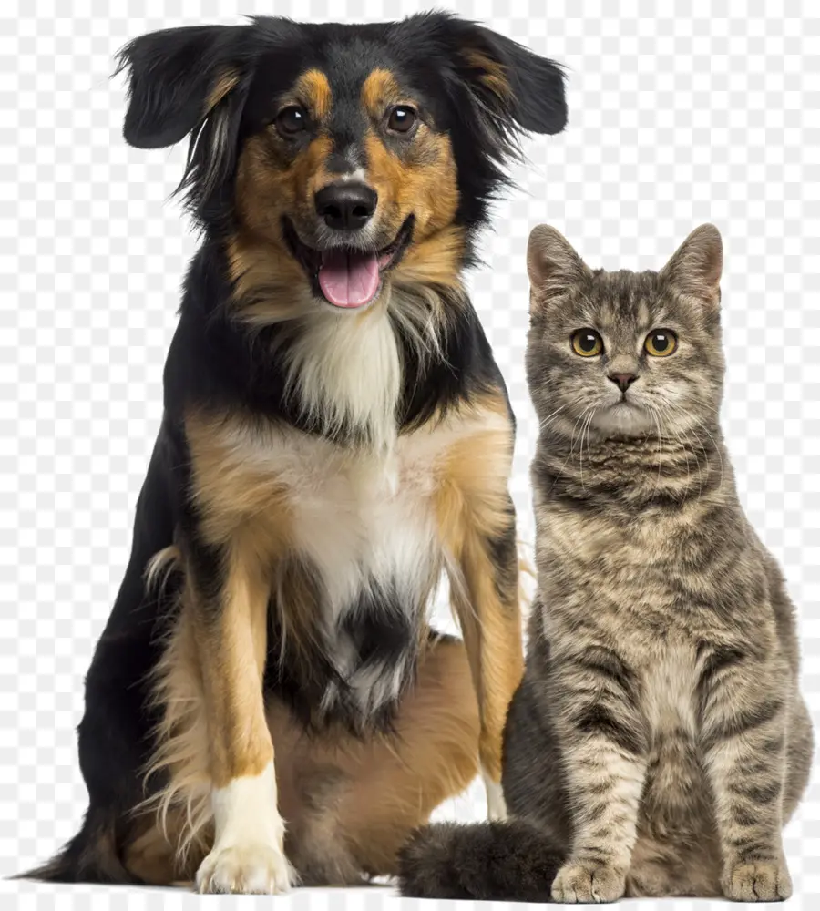 Chien Et Chat，Animal De Compagnie PNG