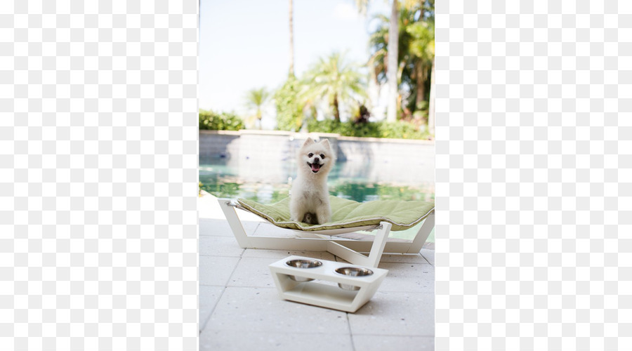 Chien，Table PNG