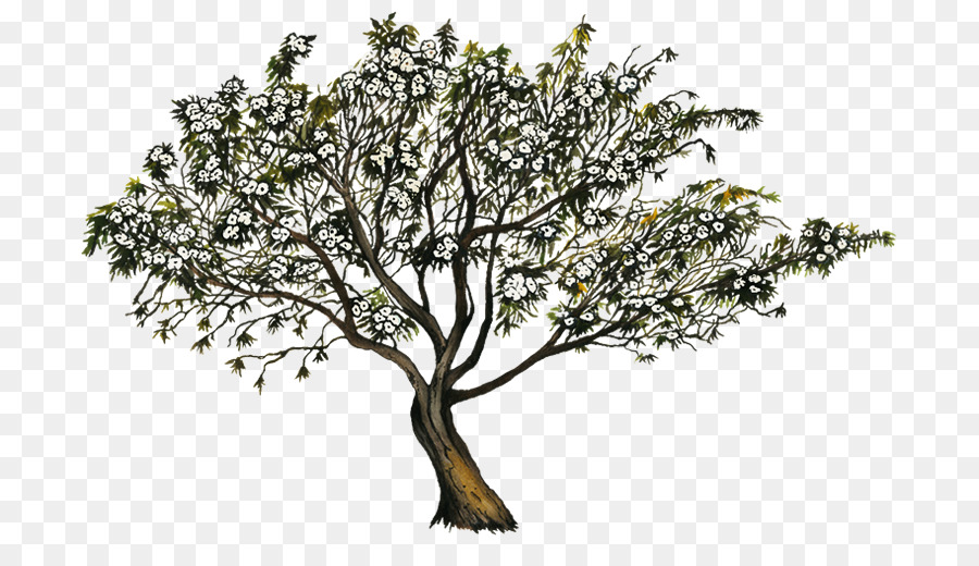 Ipomoea Arborescens，Ipomoea PNG