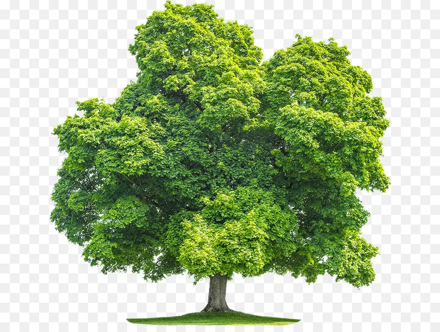 Arbre，Feuilles PNG