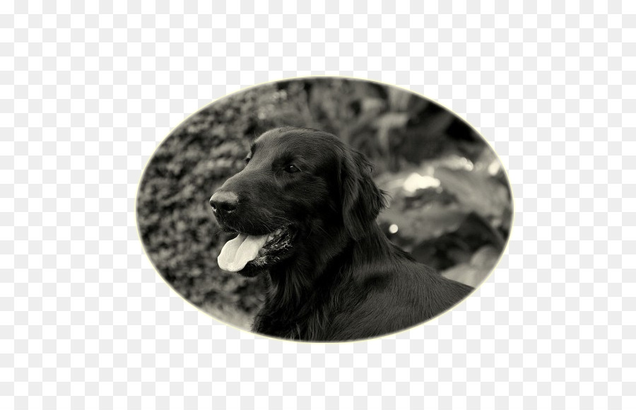 Le Labrador Retriever，Flatcoated Retriever PNG