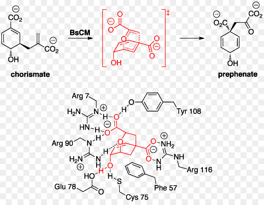 Le Réarrangement De Claisen，Chorismate Mutase PNG