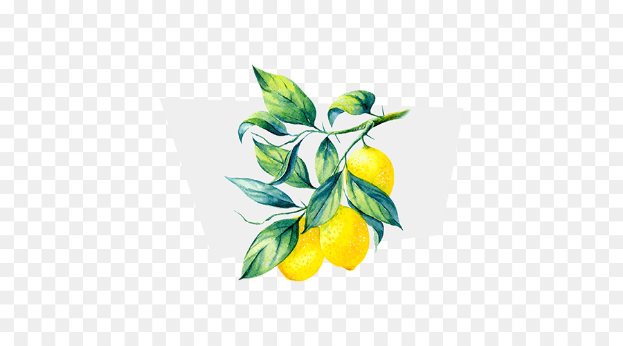 Branche De Citron，Feuilles PNG