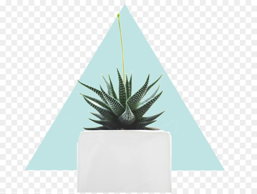 Journal，Agave PNG