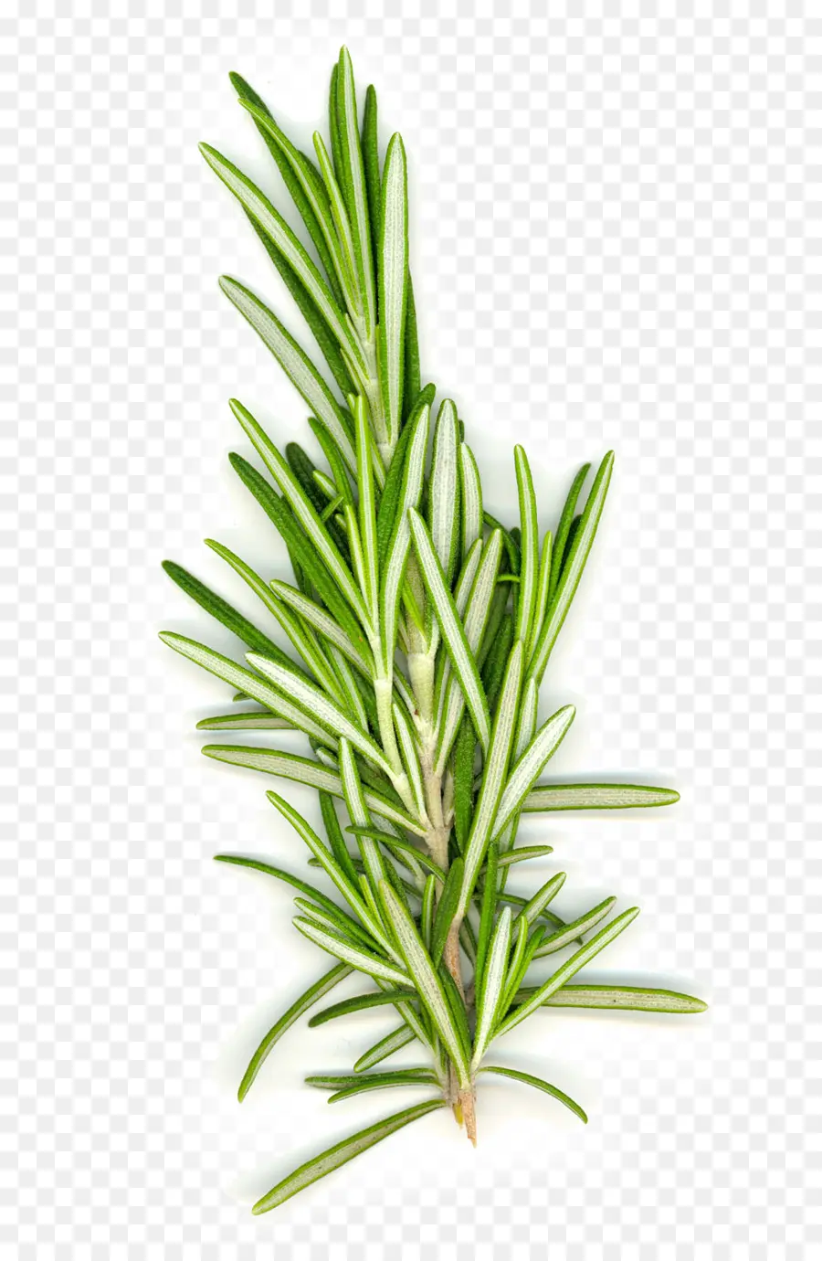 Herbe Verte，Feuilles PNG