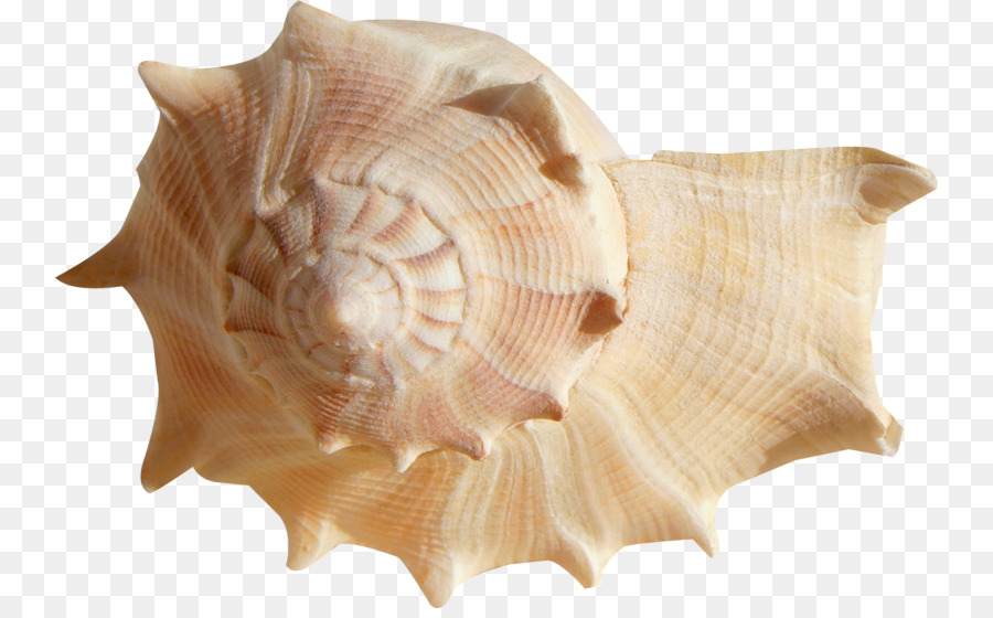 coquillage mollusque a coquille mer png coquillage mollusque a coquille mer transparentes png gratuit coquillage mollusque a coquille mer