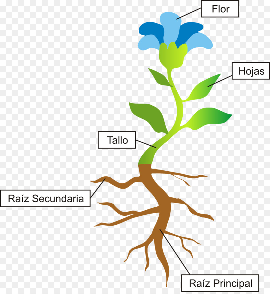 Plante，De L Enseignement Primaire PNG