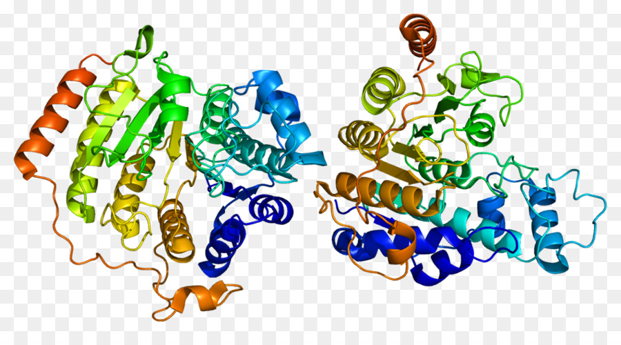 Structure Des Protéines，Molécule PNG