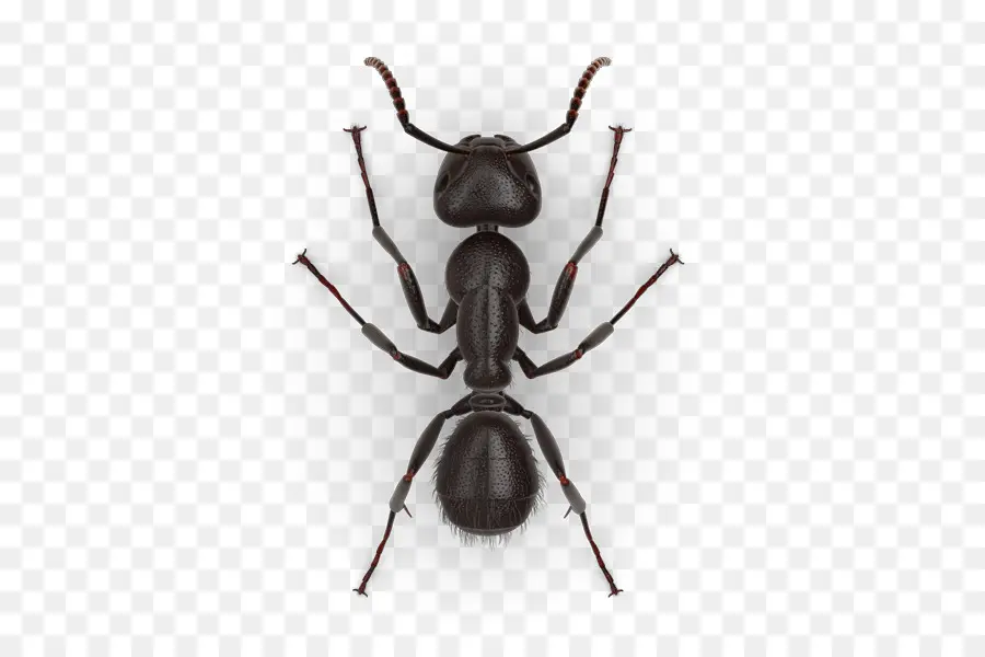 Fourmi，Jack Cavalier Ant PNG