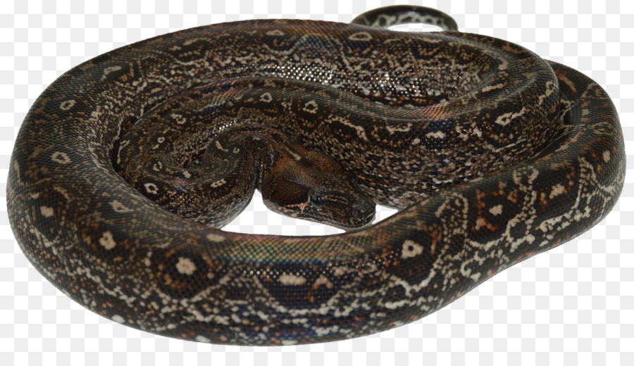 Serpent，Reptile PNG