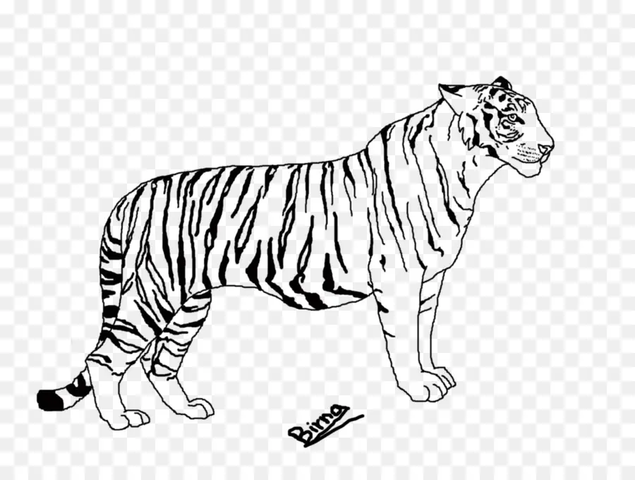 Tigre，Rayures PNG