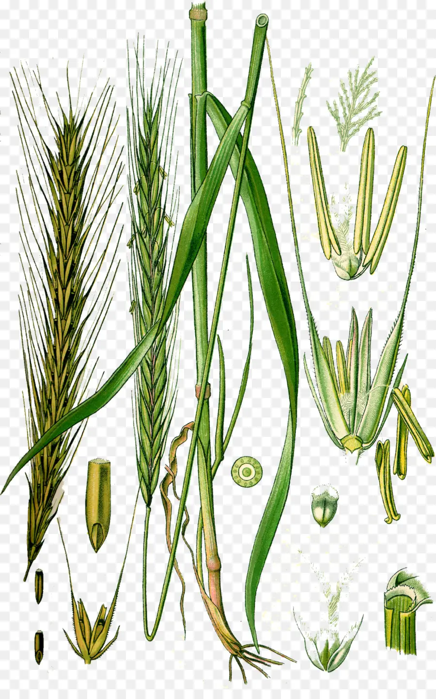 Blé，Grain PNG