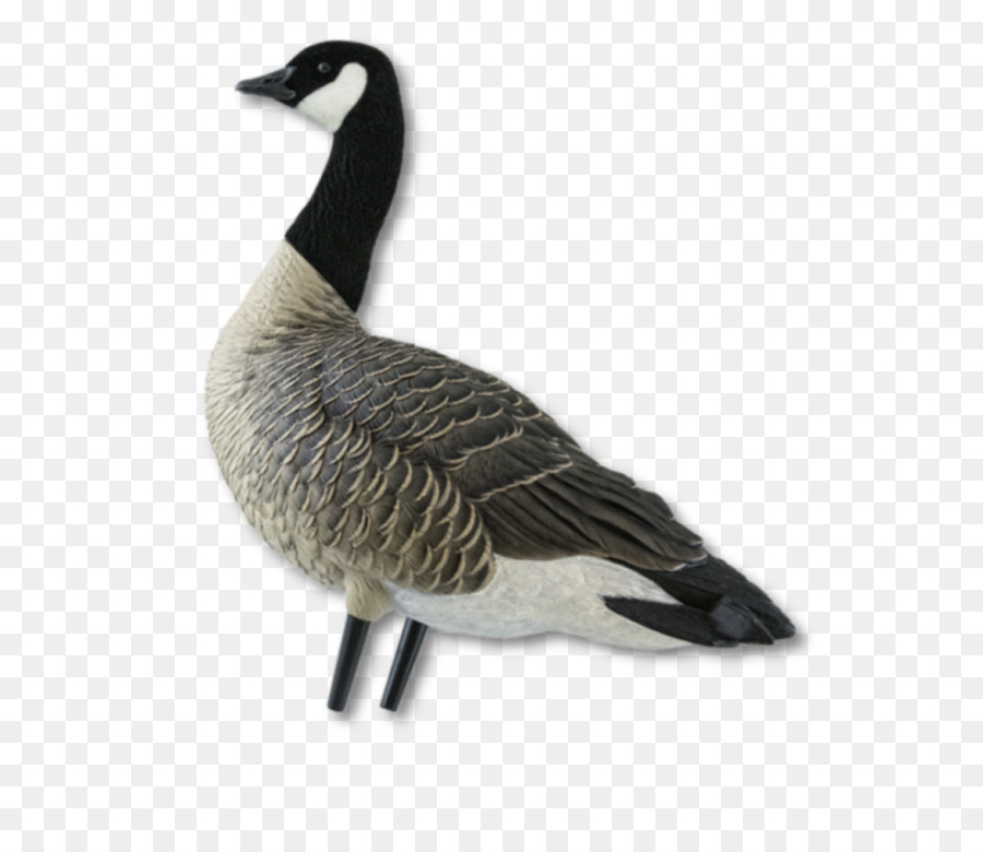 Oie，Oiseau PNG