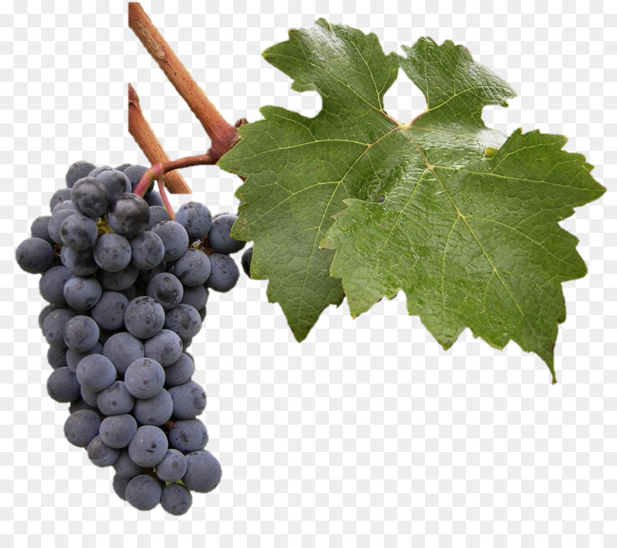 Raisins，Violet PNG