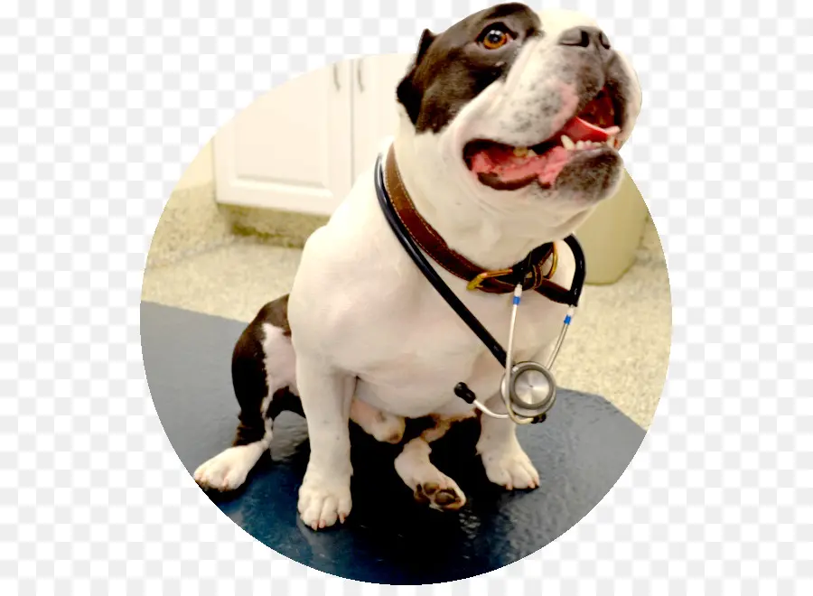 Chien Avec Stéthoscope，Animal De Compagnie PNG