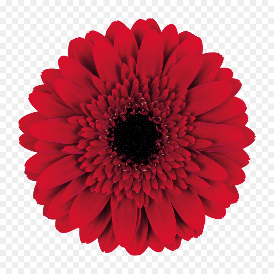 Fleur，Rose PNG