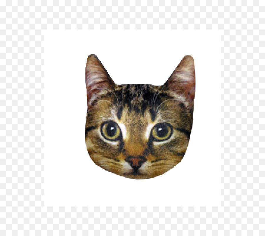 Visage De Chat，Félin PNG