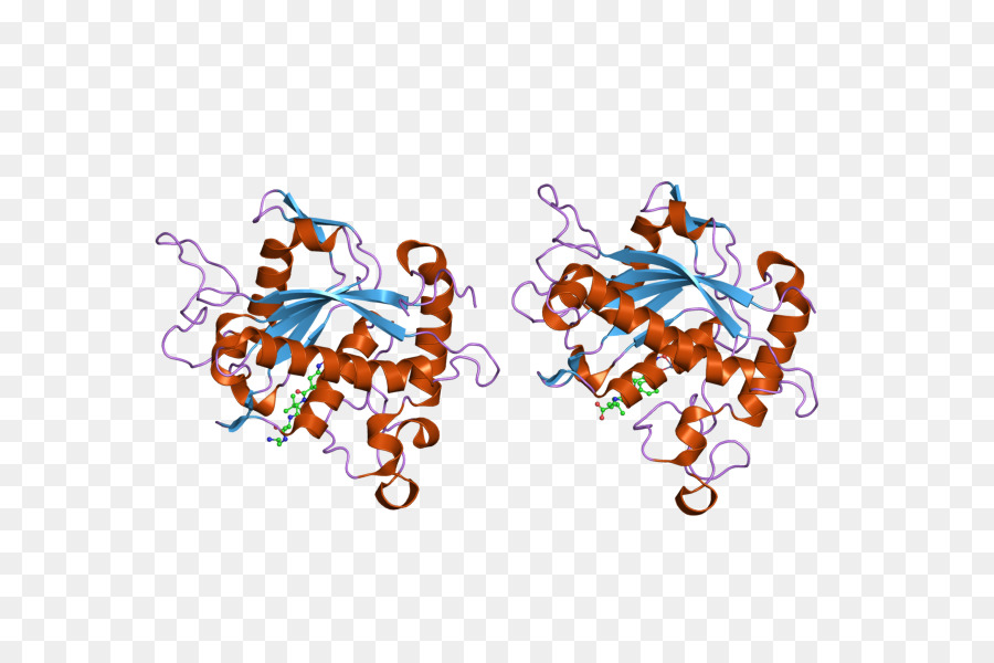 Structure Des Protéines，Molécule PNG