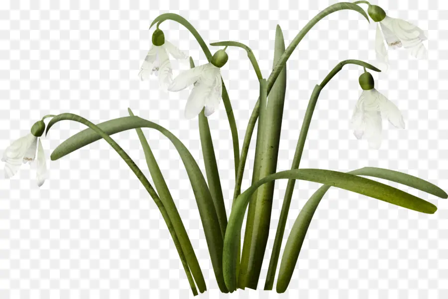 Perce Neige，Fleur PNG