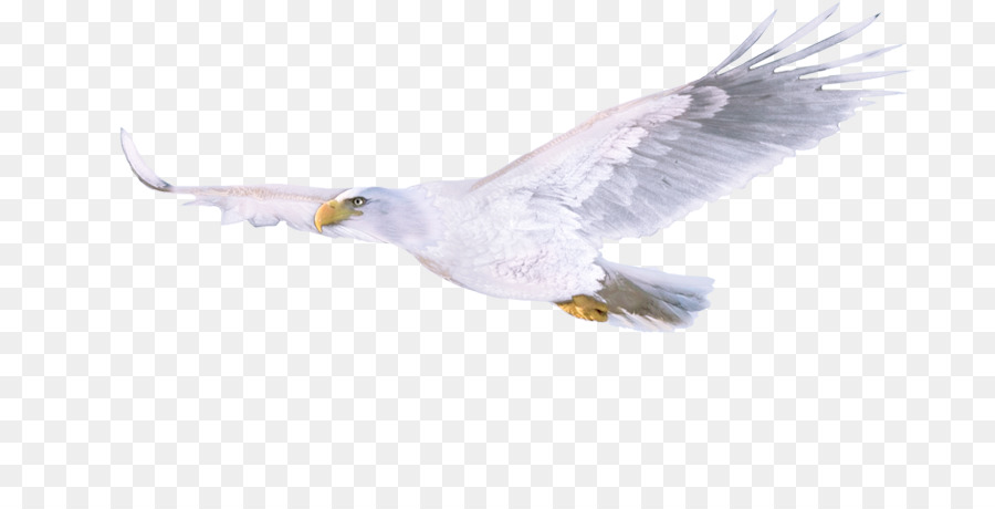 Aigle，Oiseau PNG