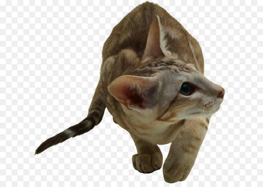 Chat Gris，Animal De Compagnie PNG