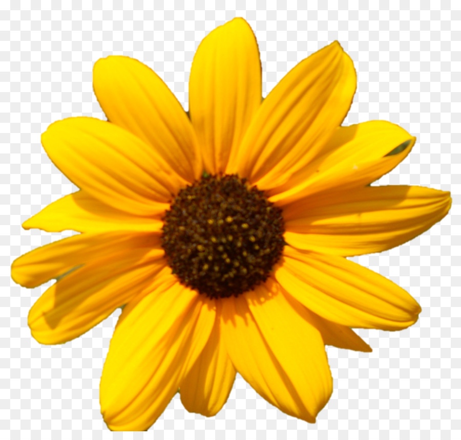 Fleur Jaune，Usine PNG