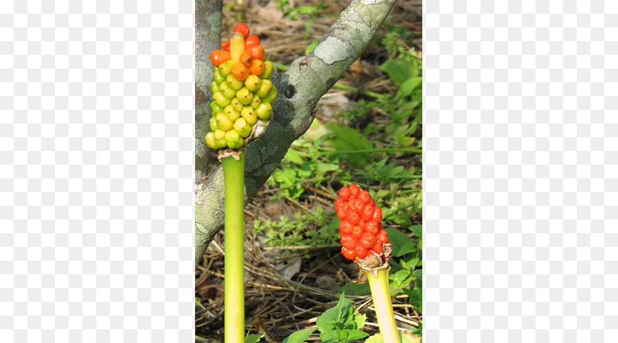 Arum Lys，Zaminkand PNG