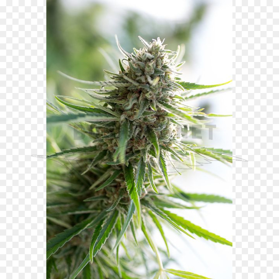 Cannabidiol，Banque De Semences PNG