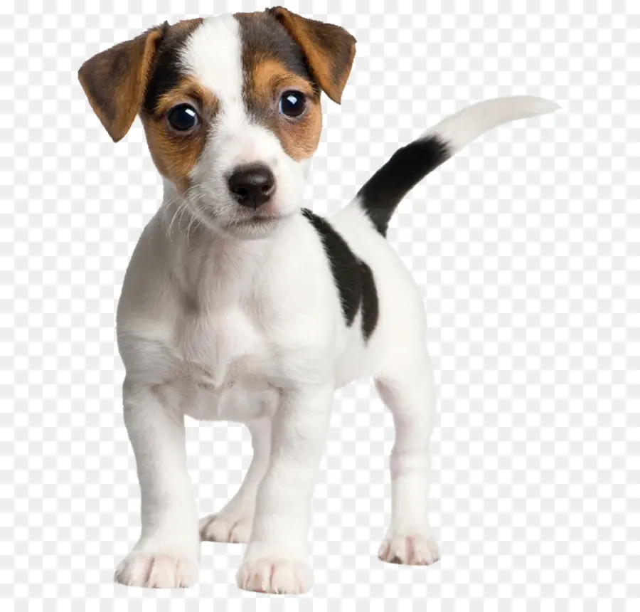 Terrier De Jack Russell，Russell Terrier PNG
